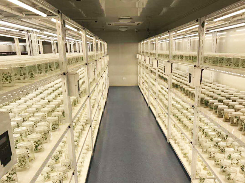 某組培脫毒種苗中心 植物組織培養(yǎng)實驗室